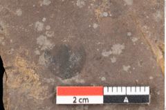 Foto (Detailansicht) von Pinus ciliata Ettingshausen (NHMW-GEO-2024-0188-0321)